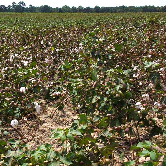 Corn, cotton, soybean production forecasts down from September 