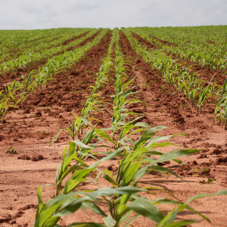 What farmers need to know about crop insurance & prevented planting