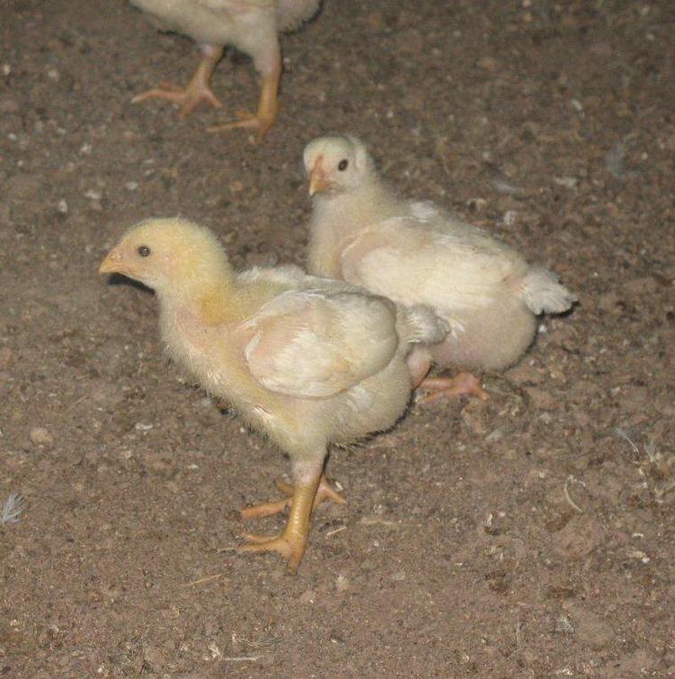 Hensley named U.S. Poultry & Egg Association Chairman