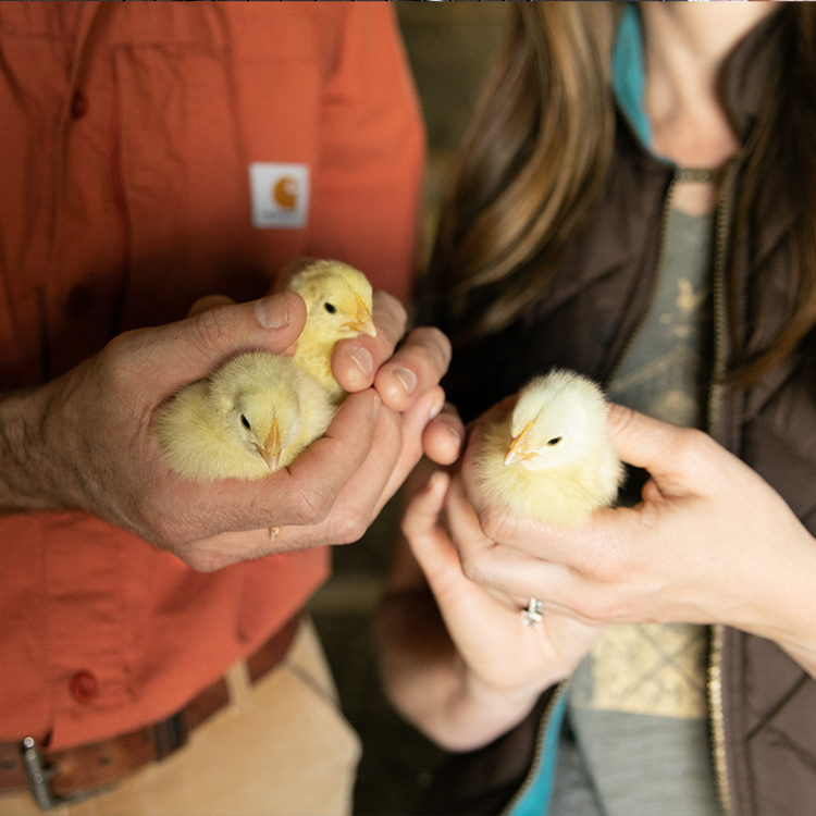 A glimpse inside Green Gate Farm