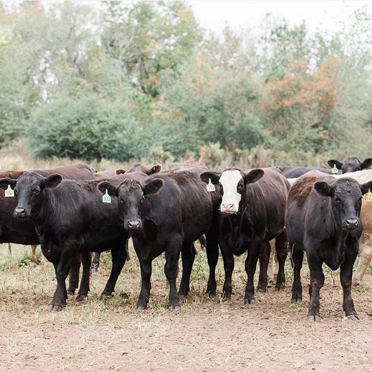 At-Home Ag Education Resources for Kids and Parents