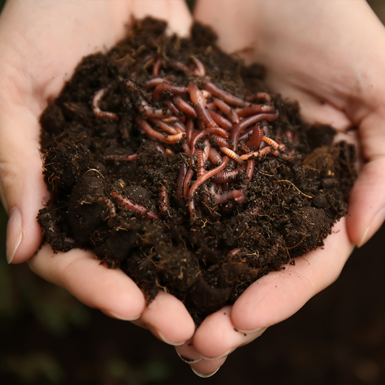 Ag-Tivities with Lauren: 'Wonderful Worms'