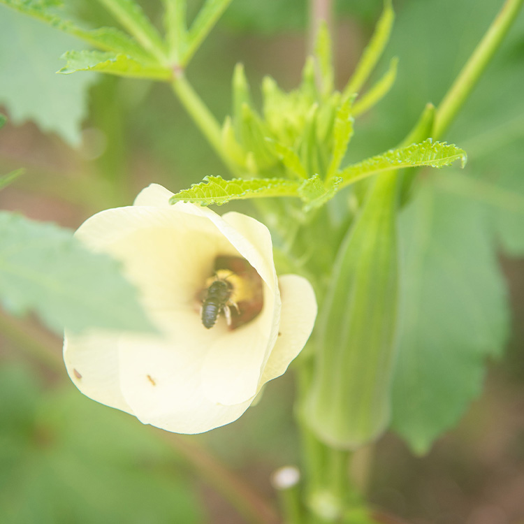 Do Bees Hibernate?