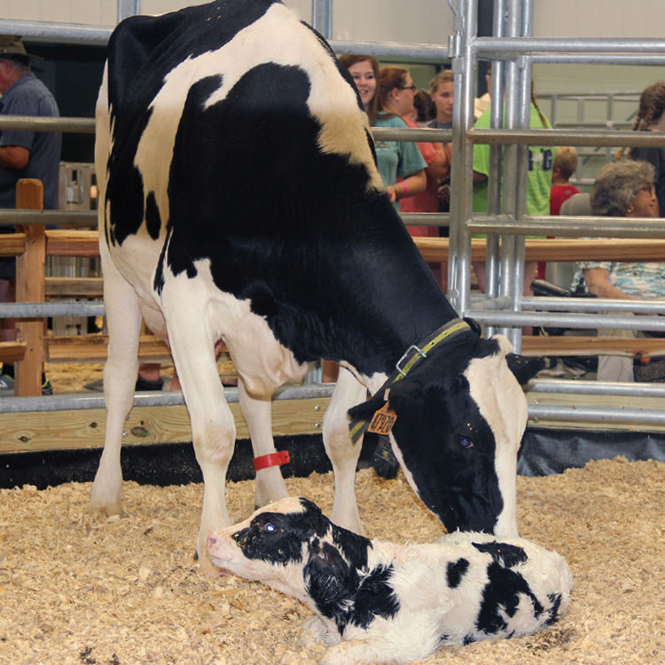 Miracle of birth displayed at Georgia National Fair