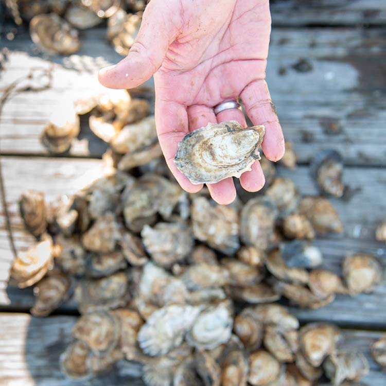 Amazing Oysters