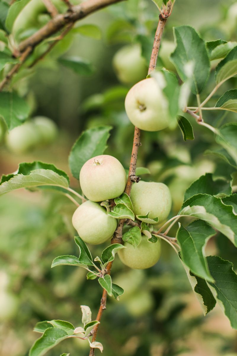 Apples on trees