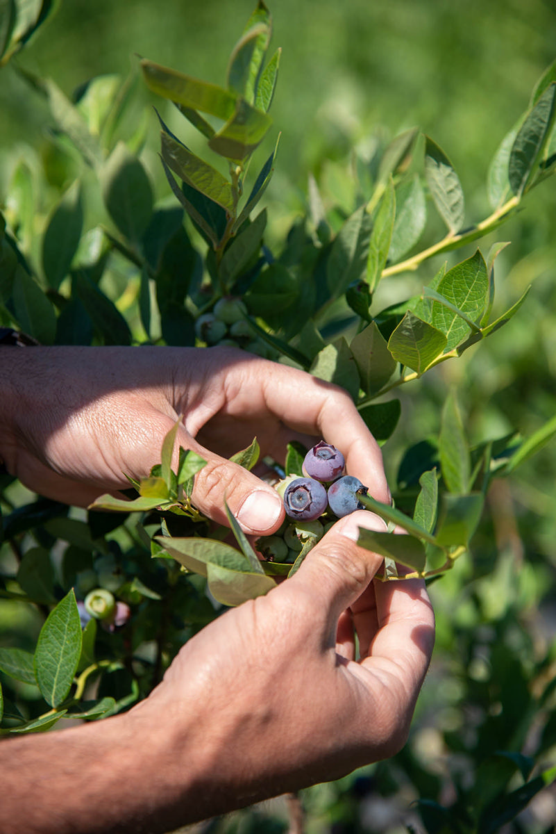 Former Atlanta Brave Jeff Francoeur and his family’s successful berry farm