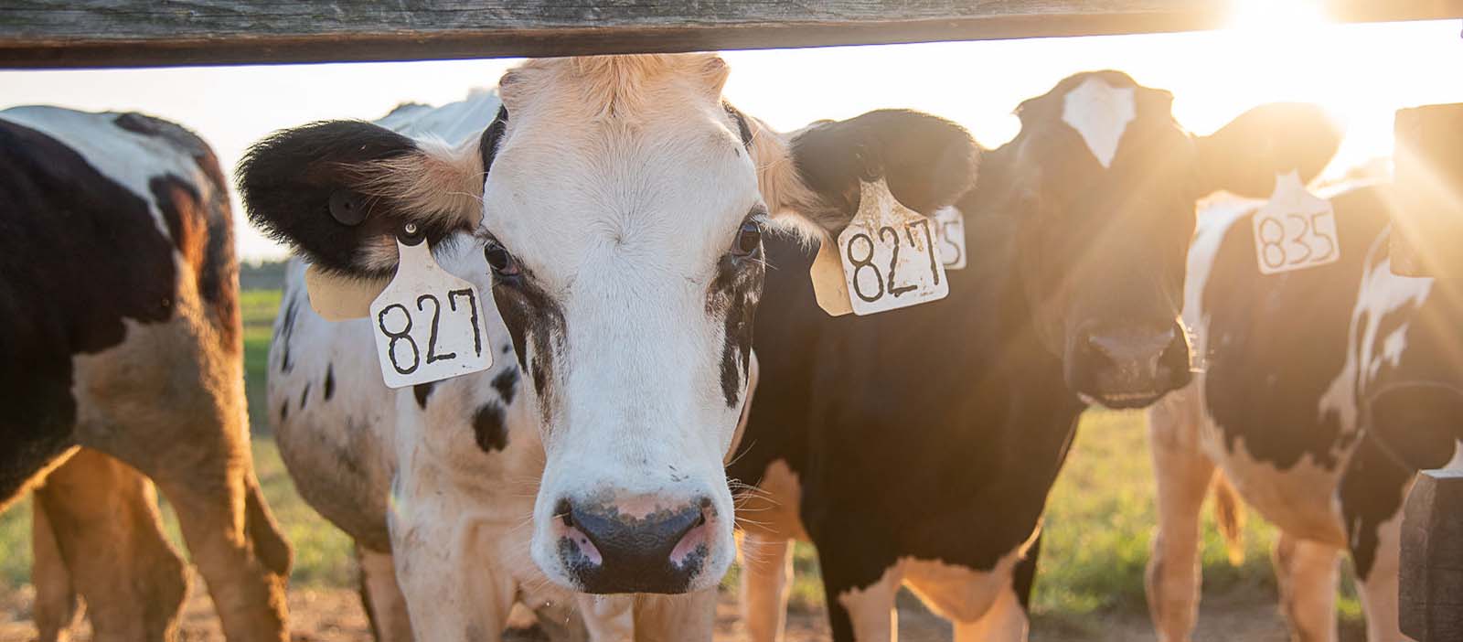 Robotics help produce healthy cows at Hillcrest Farms