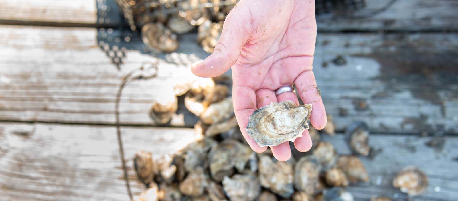 Shellfish Research Lab helps Georgia make strides in oyster aquaculture 