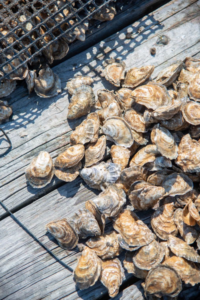 Shellfish Research Lab helps Georgia make strides in oyster aquaculture 