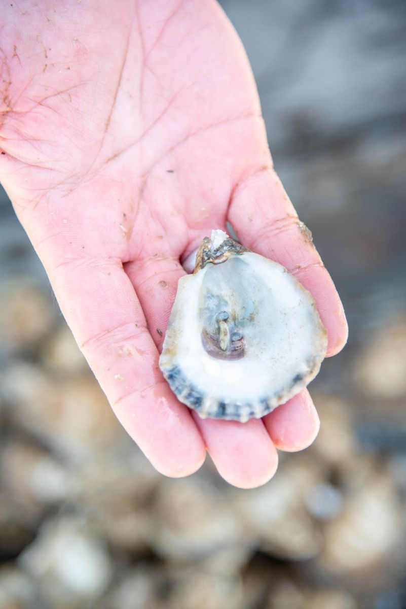 Shellfish Research Lab helps Georgia make strides in oyster aquaculture 