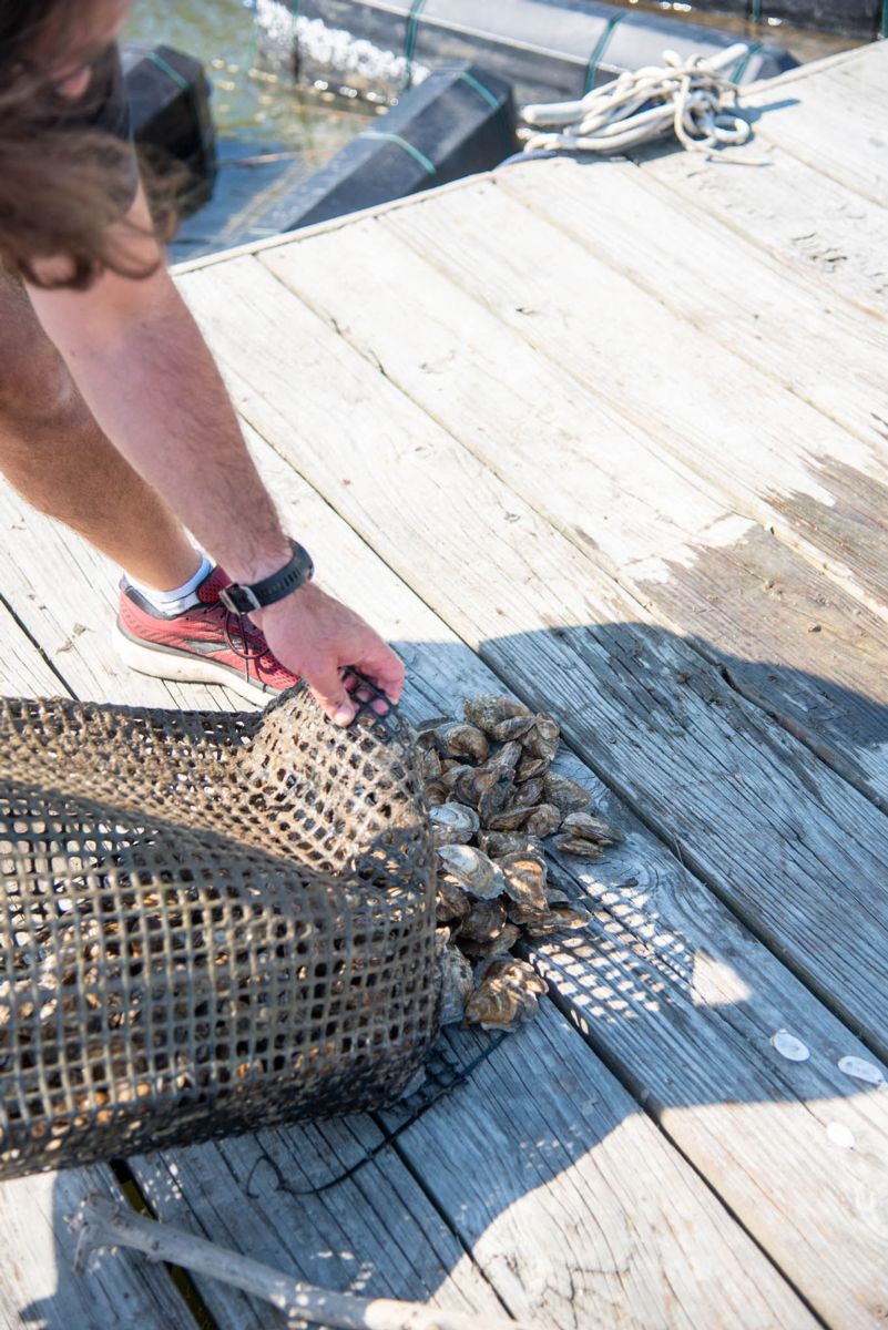 Shellfish Research Lab helps Georgia make strides in oyster aquaculture 