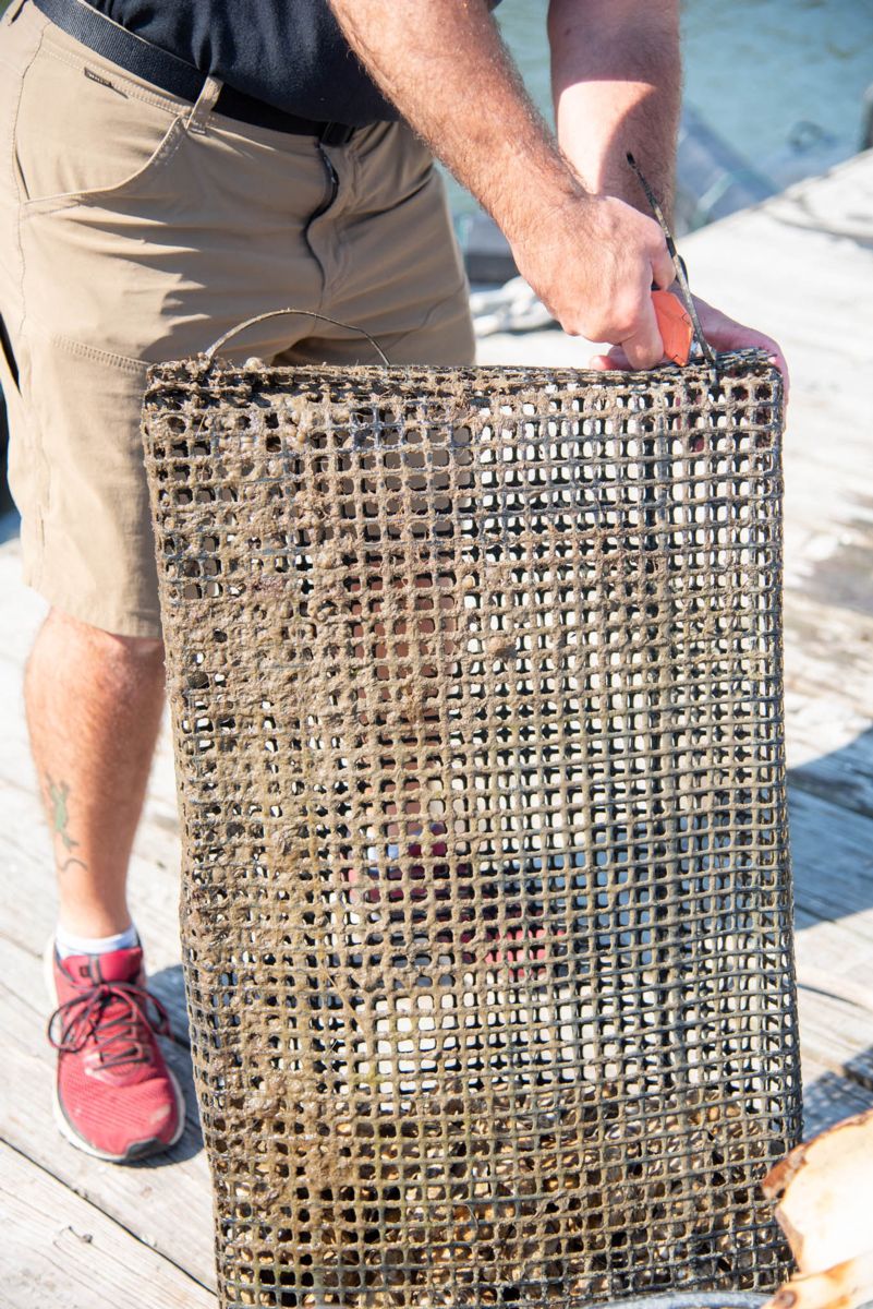 Shellfish Research Lab helps Georgia make strides in oyster aquaculture 