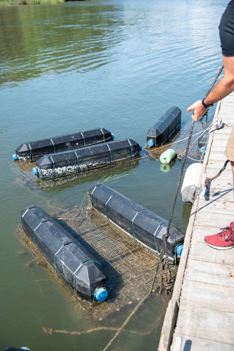 Shellfish Research Lab helps Georgia make strides in oyster aquaculture 