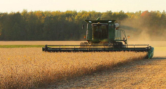 Soybeans being harvested