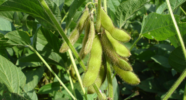 Soybeans in field