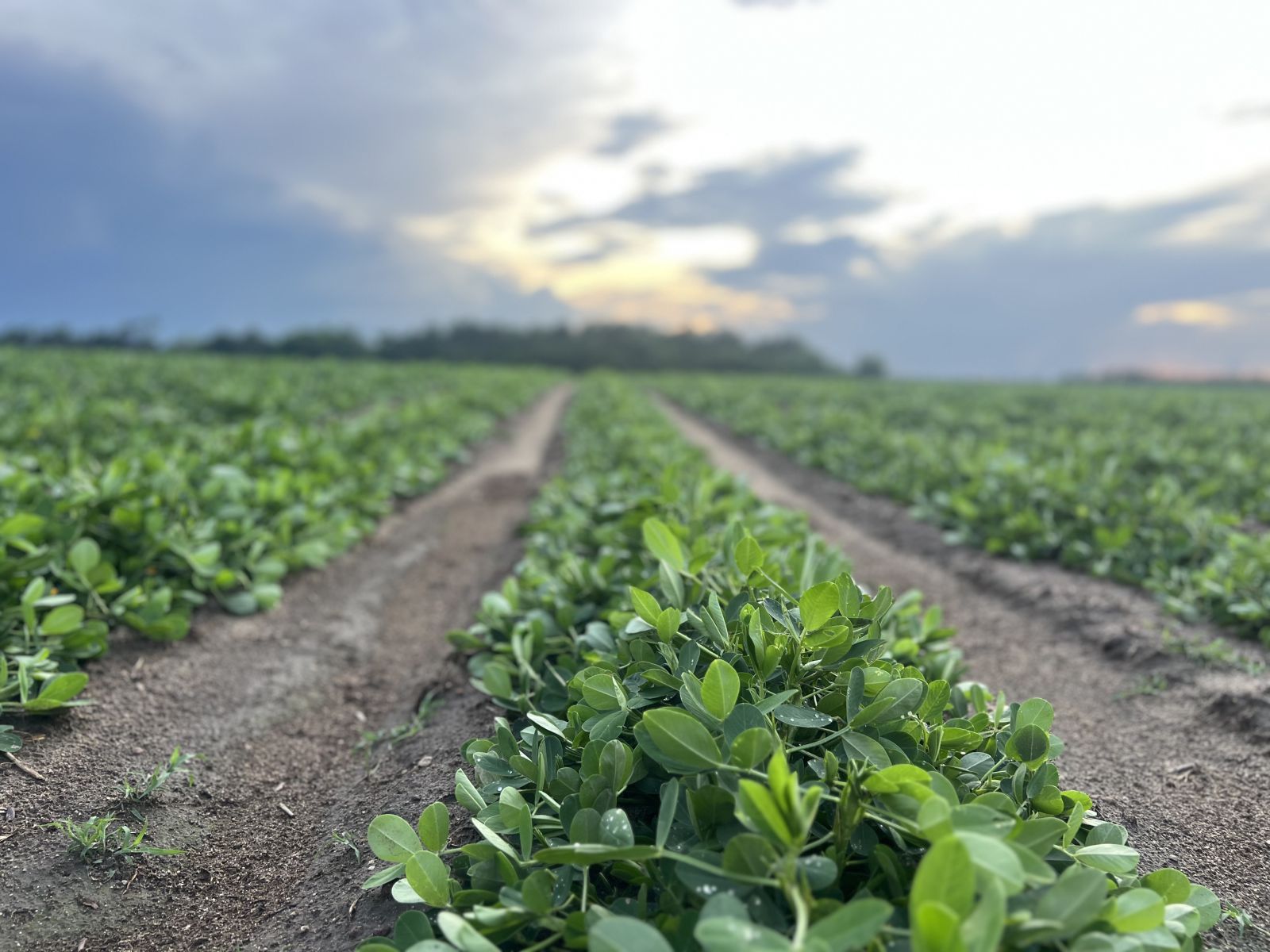 Bristol Peterson – Wilcox County