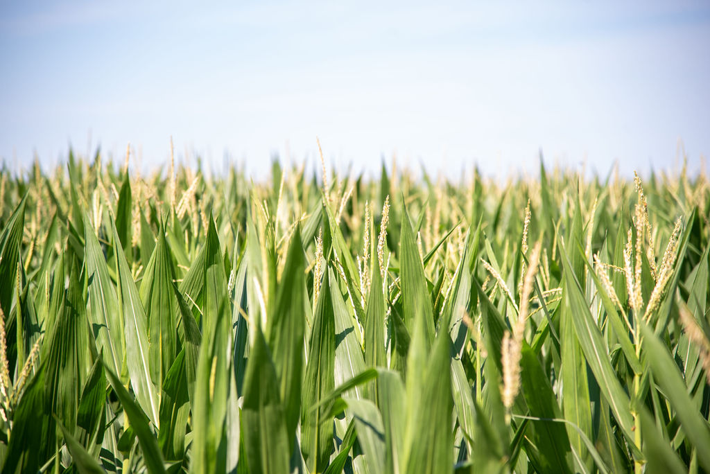 Corn