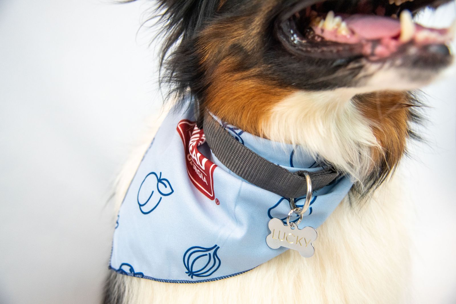 Dog Bandanas