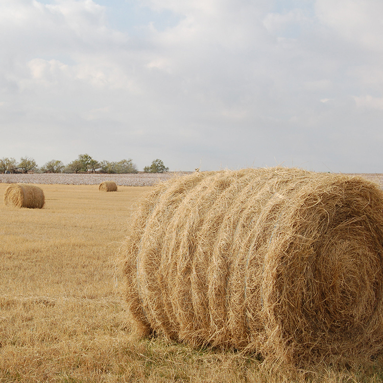 Hay Contest