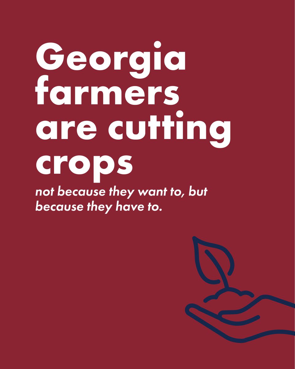 Educational carousel on Strong Farms: Georgia farmers are cutting crops