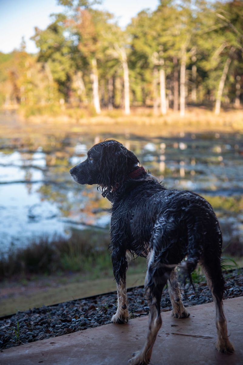 Fieldstone Dog