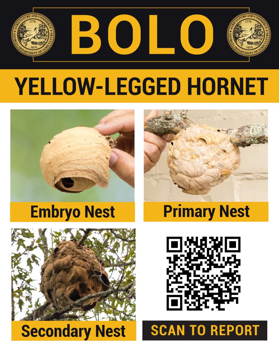 Photo of a Yellow Legged Hornet embryo nest which is about size of a golf ball, beige in color and looks like it's made of layers of thin paper with a big hole at bottom of nest. Photo of a Yellow Legged Hornet primary nest hanging from a medium size tree branch. Nest looks to be size of a tennis ball is beige in color and looks like it has layers of bubbles made of thin paper material. Photo of a Yellow Legged Hornet Secondary News built high up in a tree. This nest is dark brown in color and is huge - probably 500 to 1,000 times larger than primary nest. It has a triangular shape and lots of protruding bubble type layers. Graphic is provided by the Georgia Department of Agriculture.
