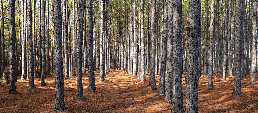 Georgia pines