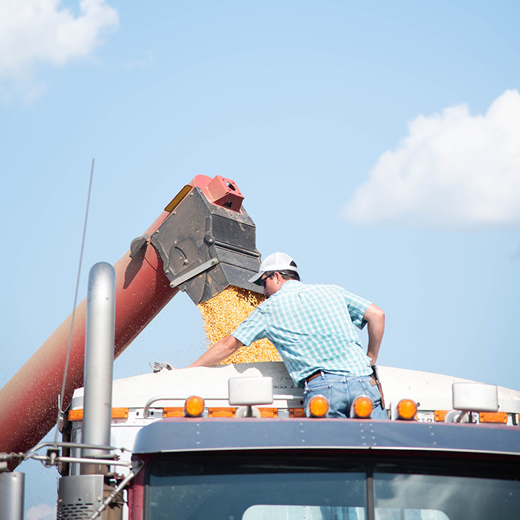 Regulation in Agriculture