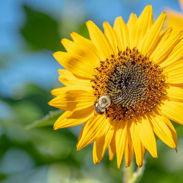 Bee on Sunflower