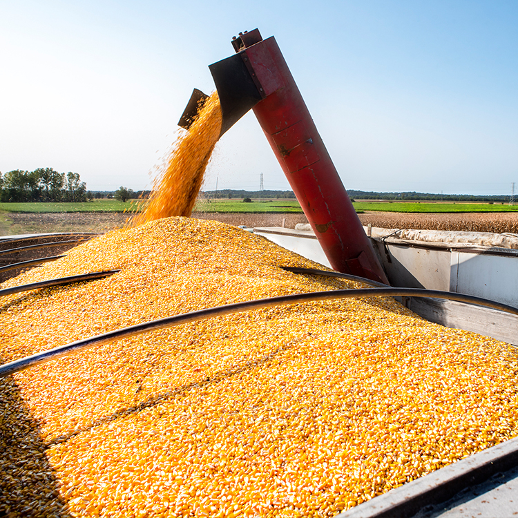 Corn production