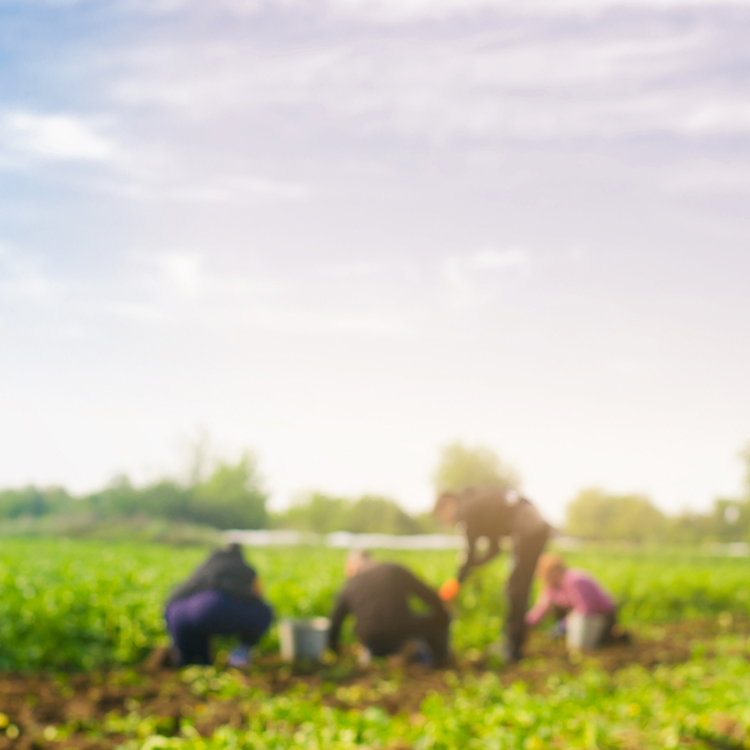 People working in field