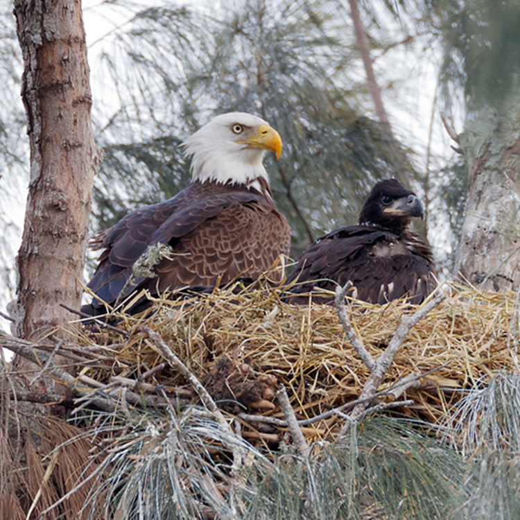 BaldEagle