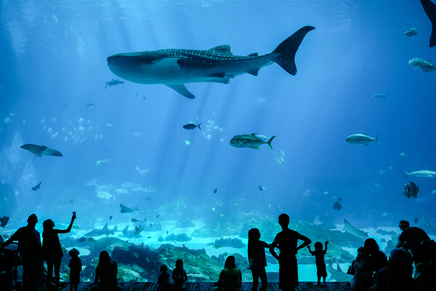 Visitors seeing fish through large gallery window