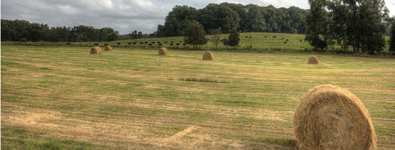 Hay field