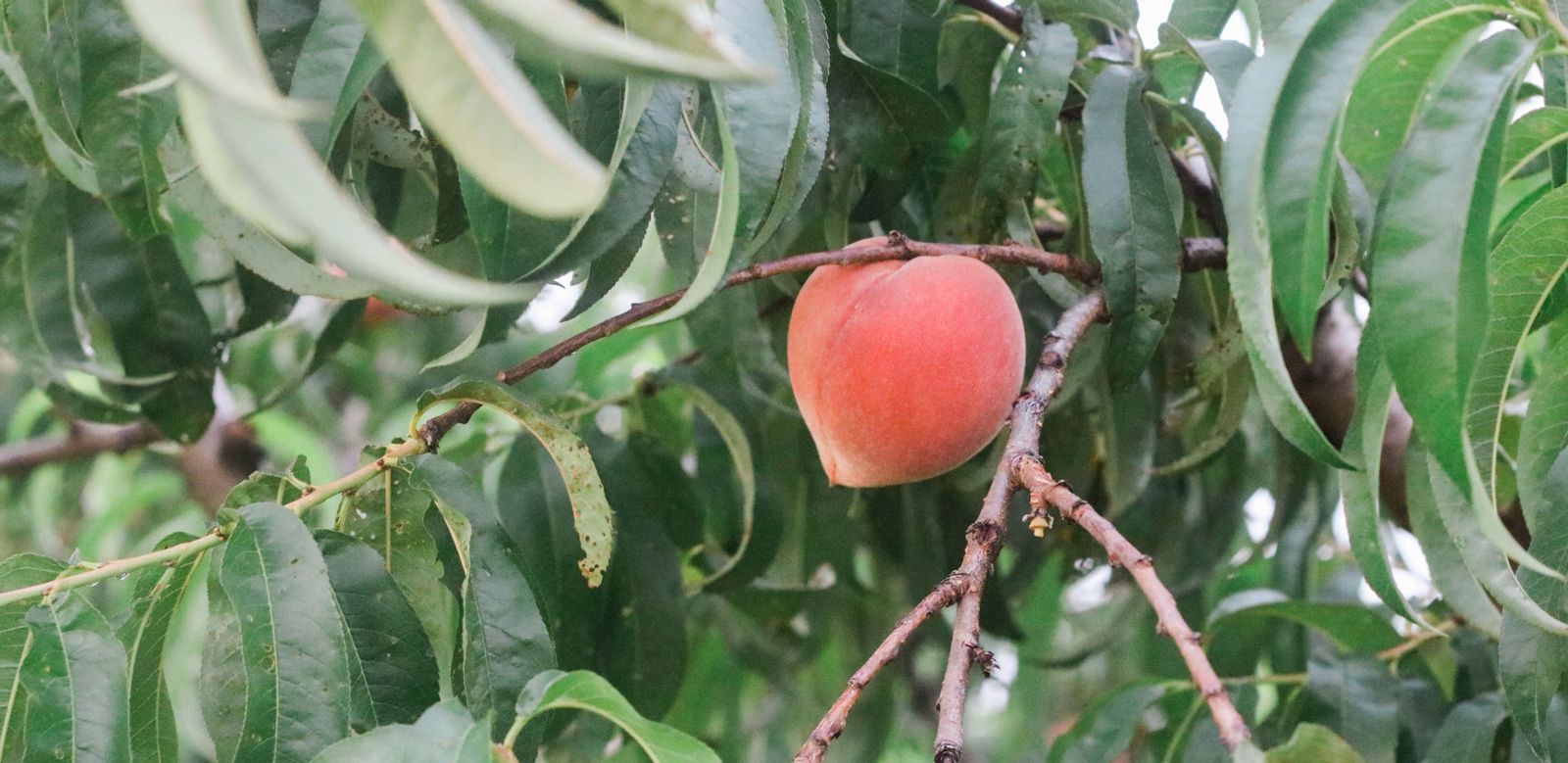 Single peach on tree