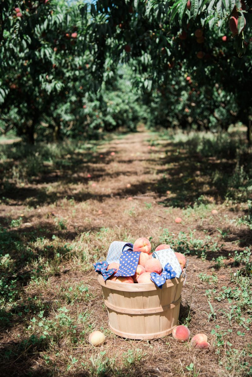 Southern Proper Neckwear Featuring Georgia Ag