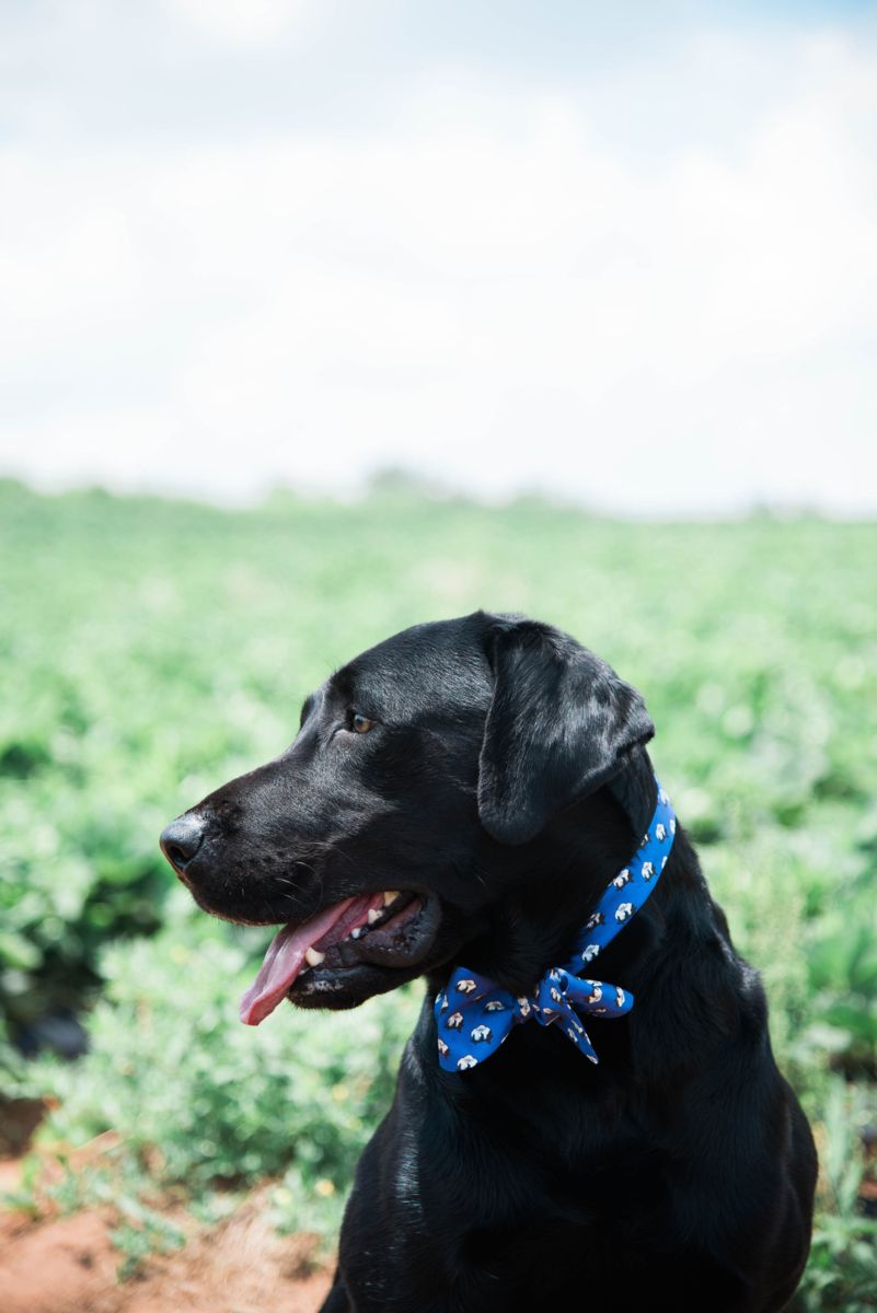 Black Lab Wears Southern Proper Neckwear