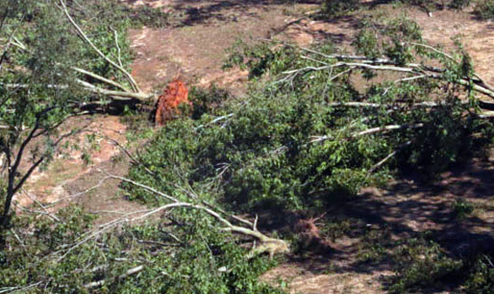 Pecan orchard destroyed by Hurricane Michael