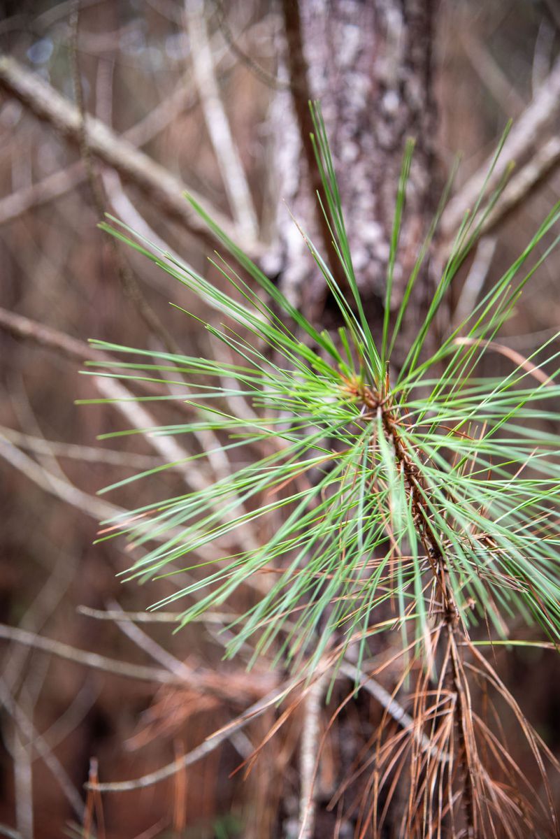 pine needles