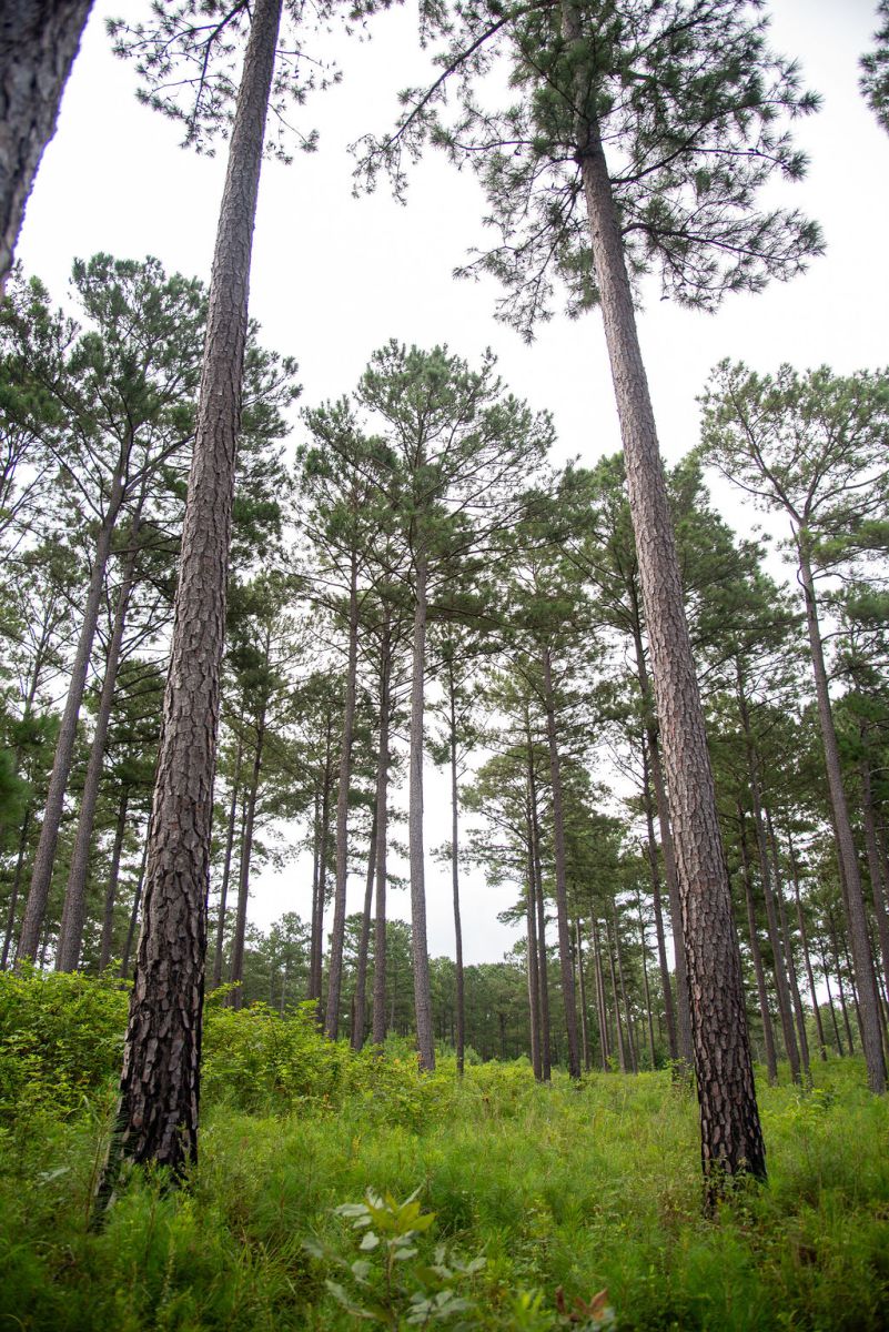 Cherokee Plantation