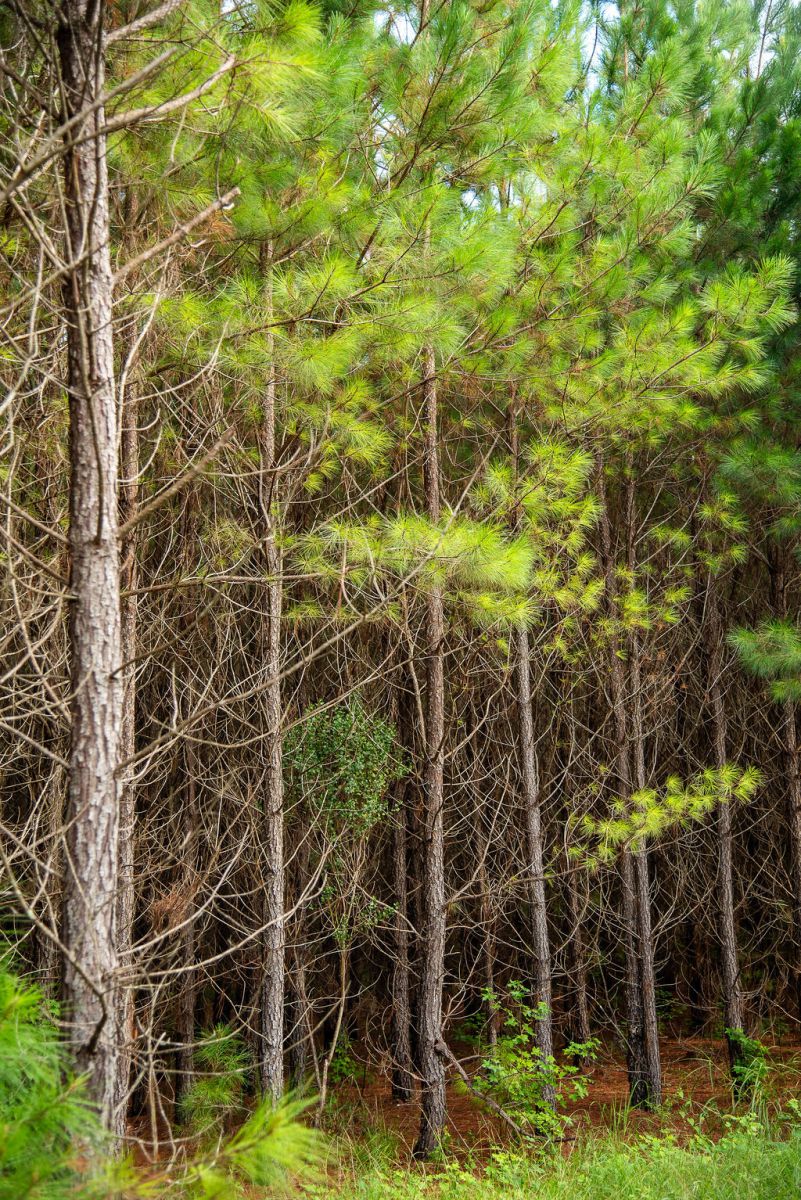 Cherokee Plantation