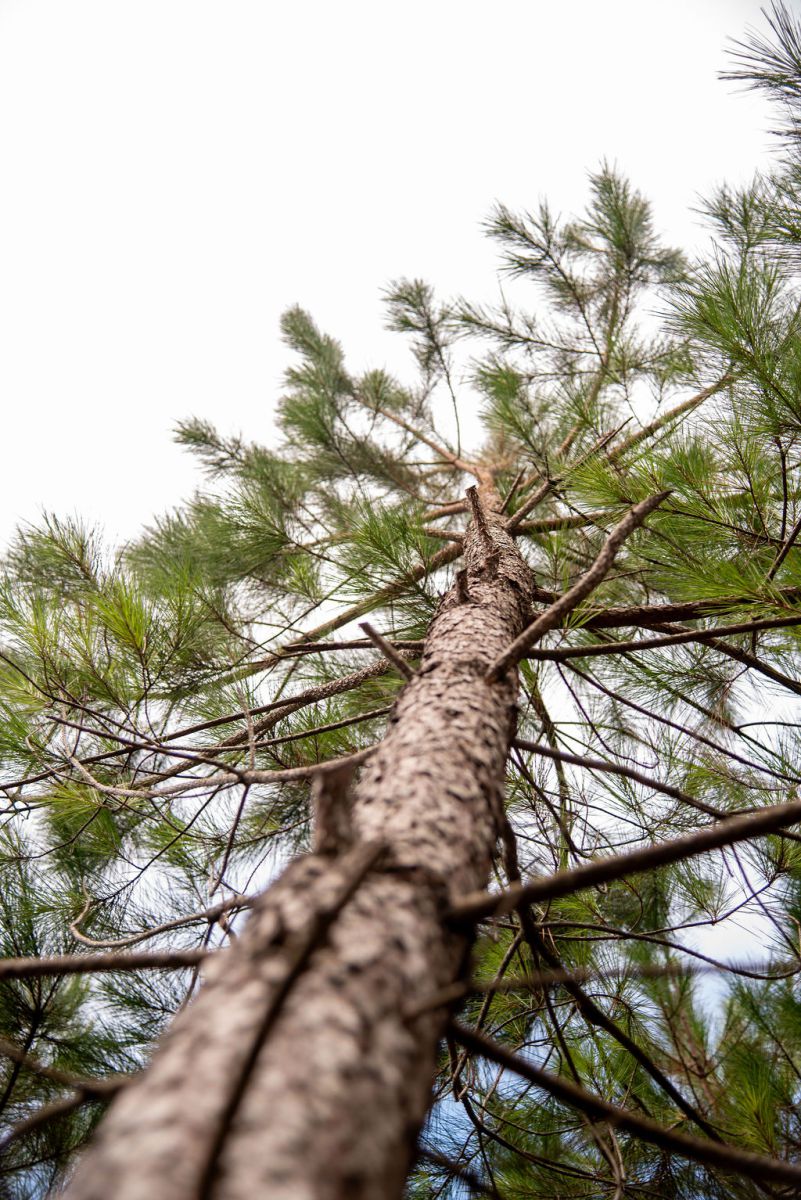 pine tree