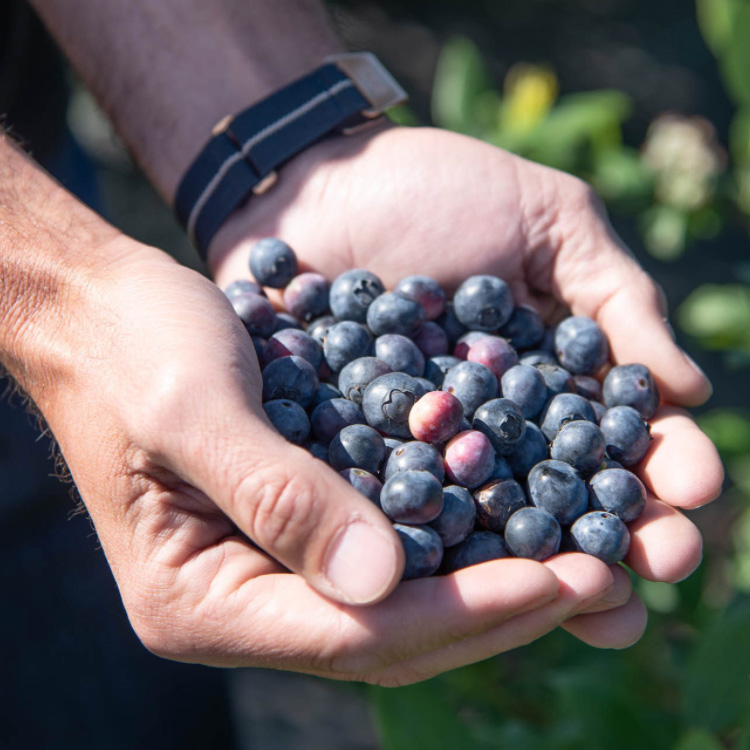 Blueberry Trade