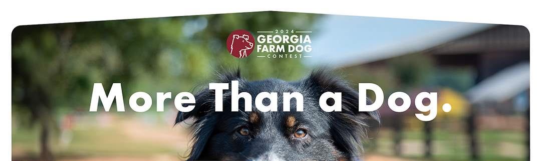 2024 Georgia Farm Dog Contest