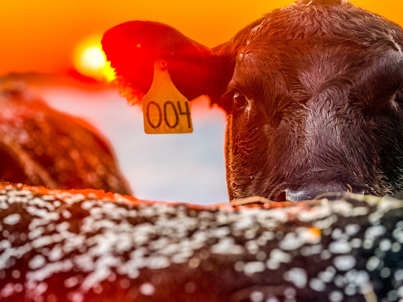 Whitney Sheppard, Screven County