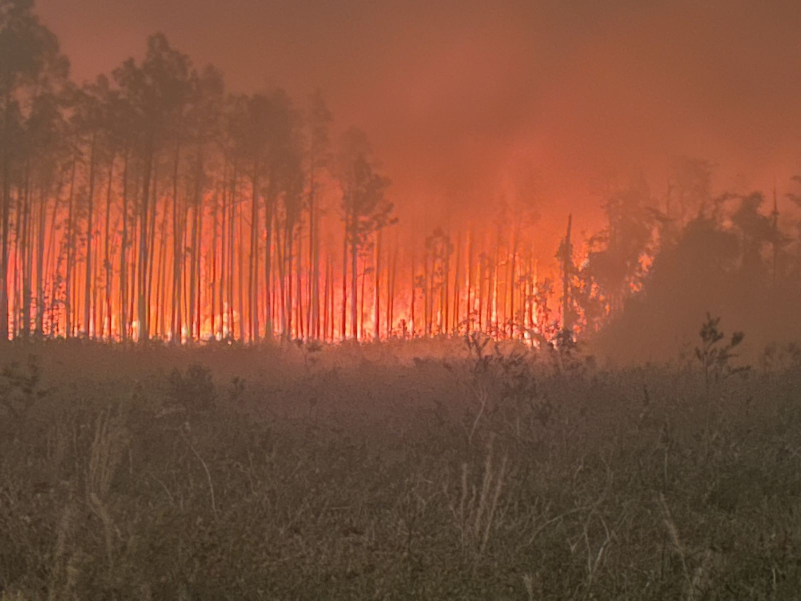 A fire burning a section of pine trees with orange and yellow flames.