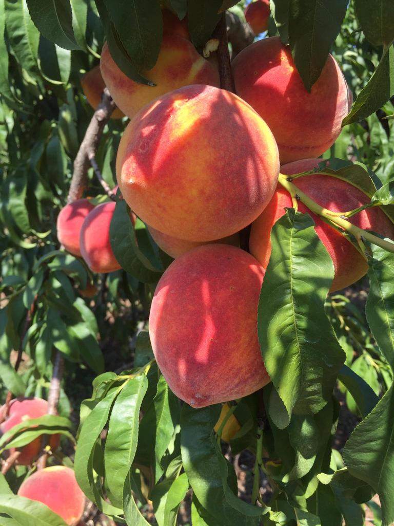 Gregg Farms