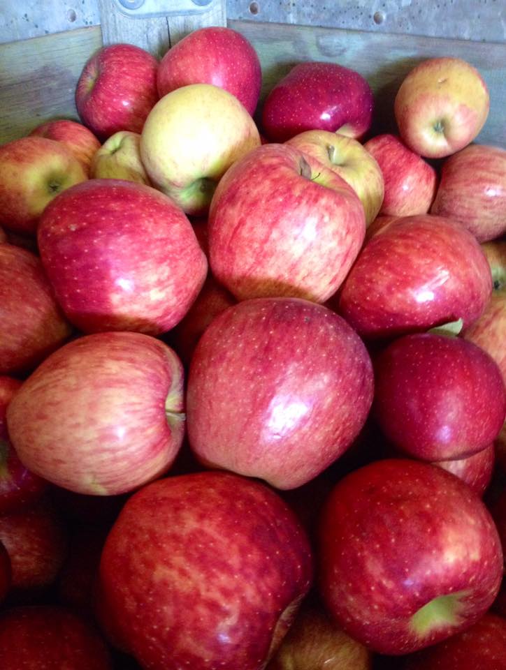 Penland Apple House - Highway 282 Location