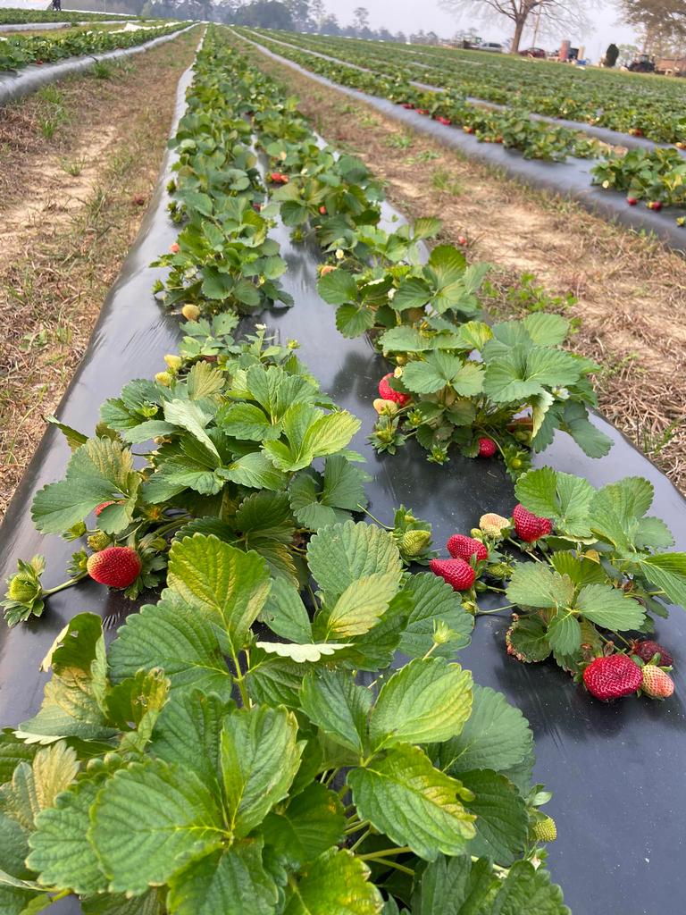 Elliott Farms